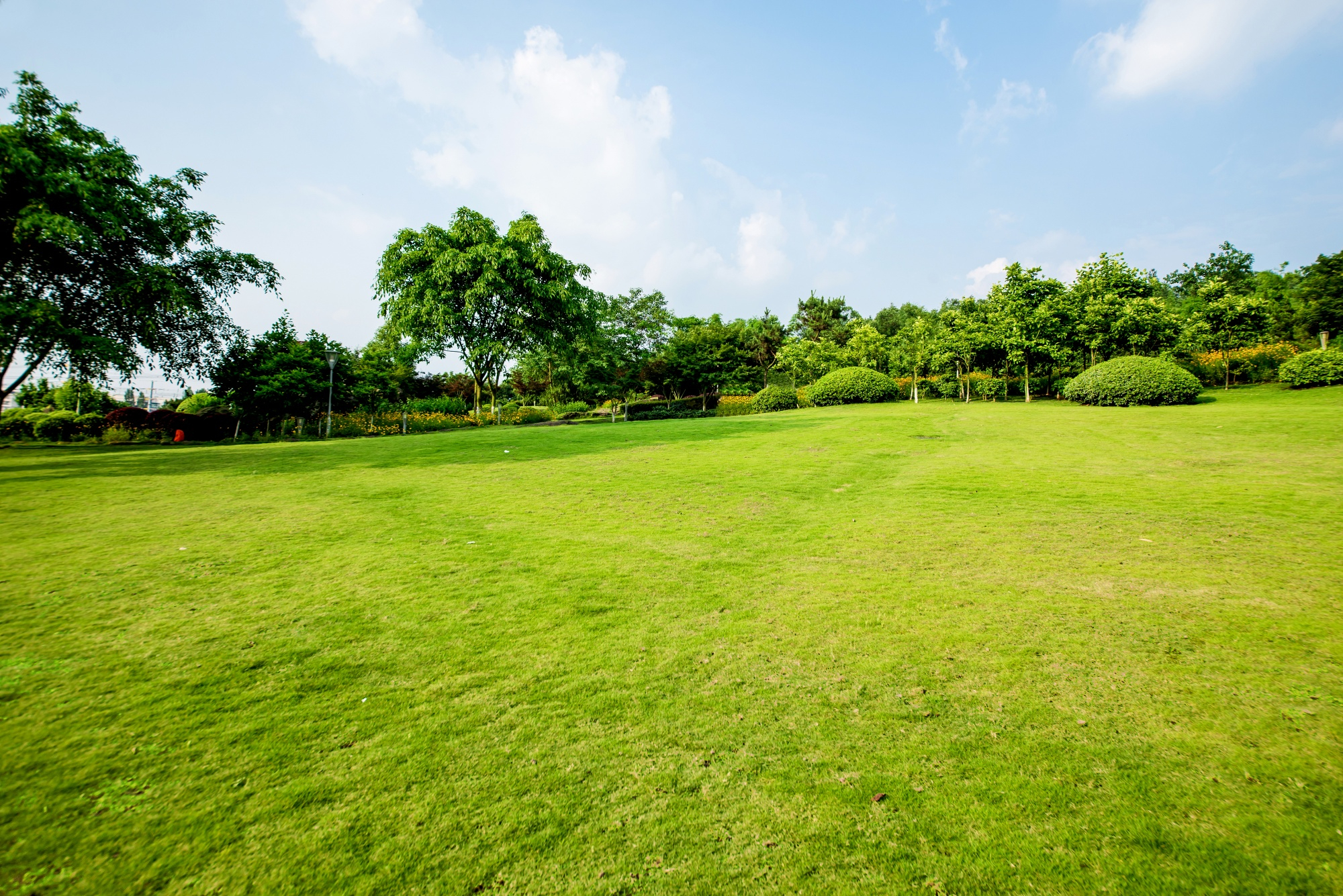 grassland-landscape-and-greening-environment-park-background